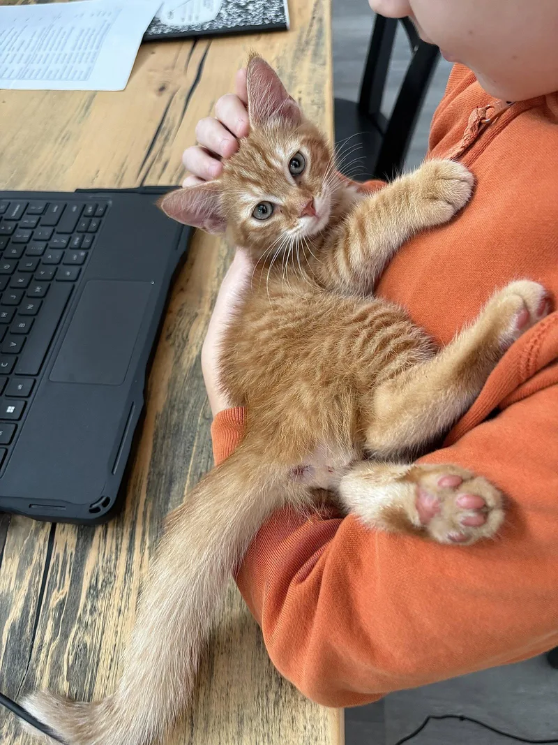 A baby medium-sized male Orange / Red Domestic Short Hair cat named Jack for adoption in Orlando, FL