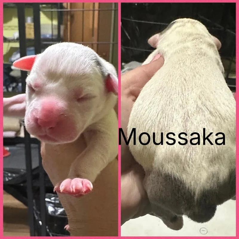 A baby medium-sized female White / Cream Mixed Breed dog named Moussaka for adoption in DeKalb, IL