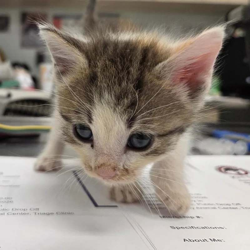 A baby small-sized female Calico Domestic Short Hair cat named Hedwig for adoption in Chattanooga, TN