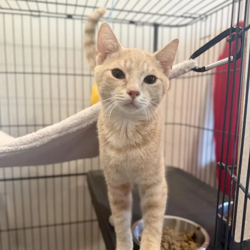 A baby small-sized male Buff / Tan / Fawn Domestic Short Hair cat named Yurt for adoption in Louisville, KY