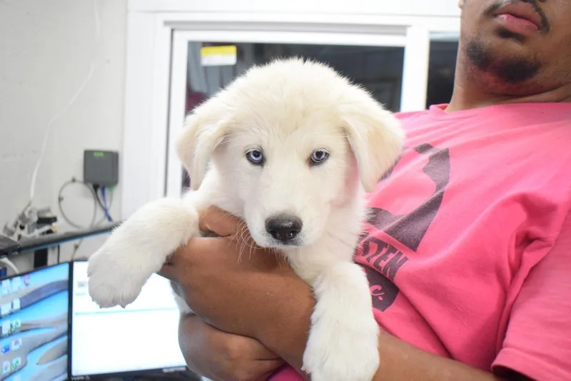 A baby large-sized female Husky dog named Shelby for adoption in Pahrump, NV