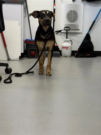 An adult small-sized female Mixed Breed dog named Reba for adoption in West Chester, PA