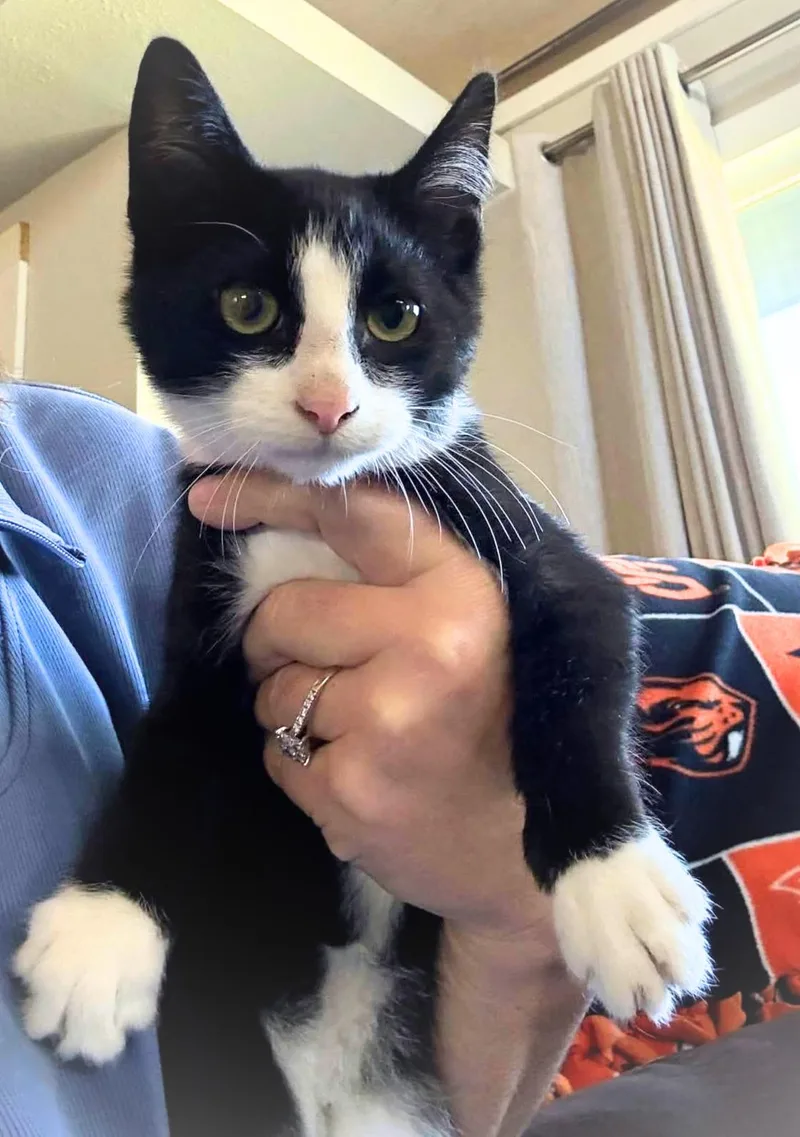 A baby small-sized male Black & White / Tuxedo Domestic Short Hair cat named Lucky a boy for adoption in The Dalles, OR