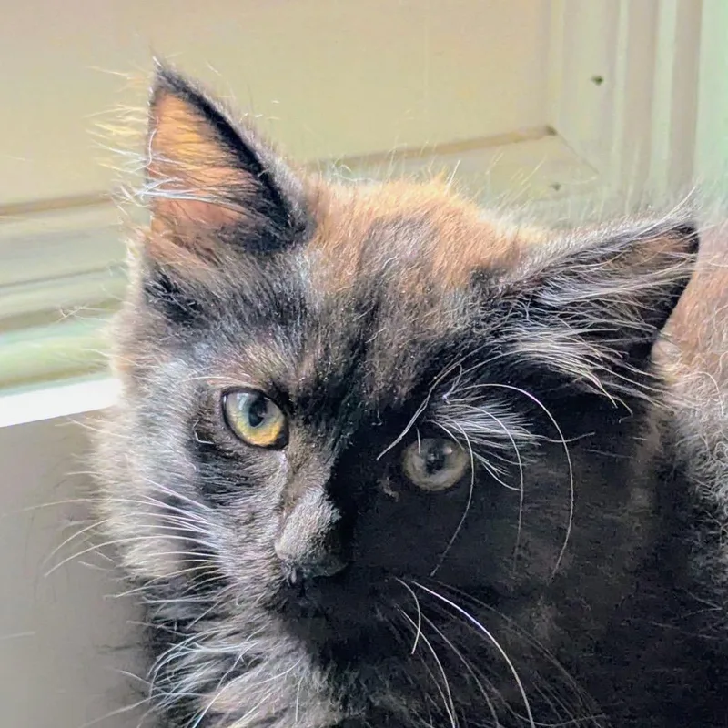 A baby small-sized female Domestic Short Hair cat named Ethel for adoption in Cumming, GA