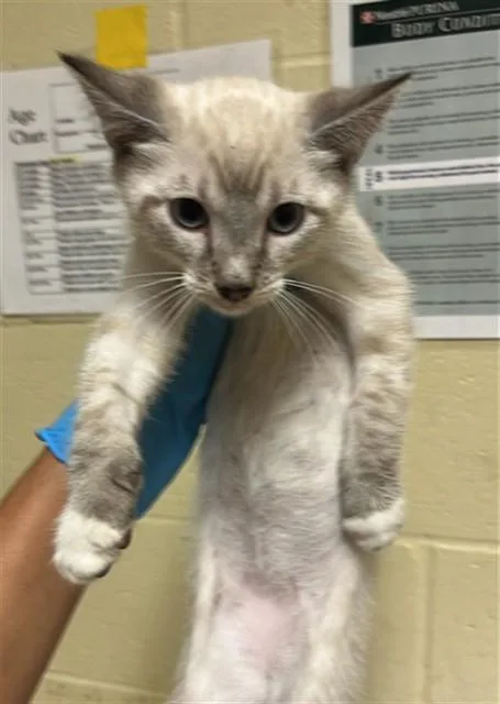 A baby small-sized male Domestic Short Hair cat named Mulder for adoption in Sacramento, CA