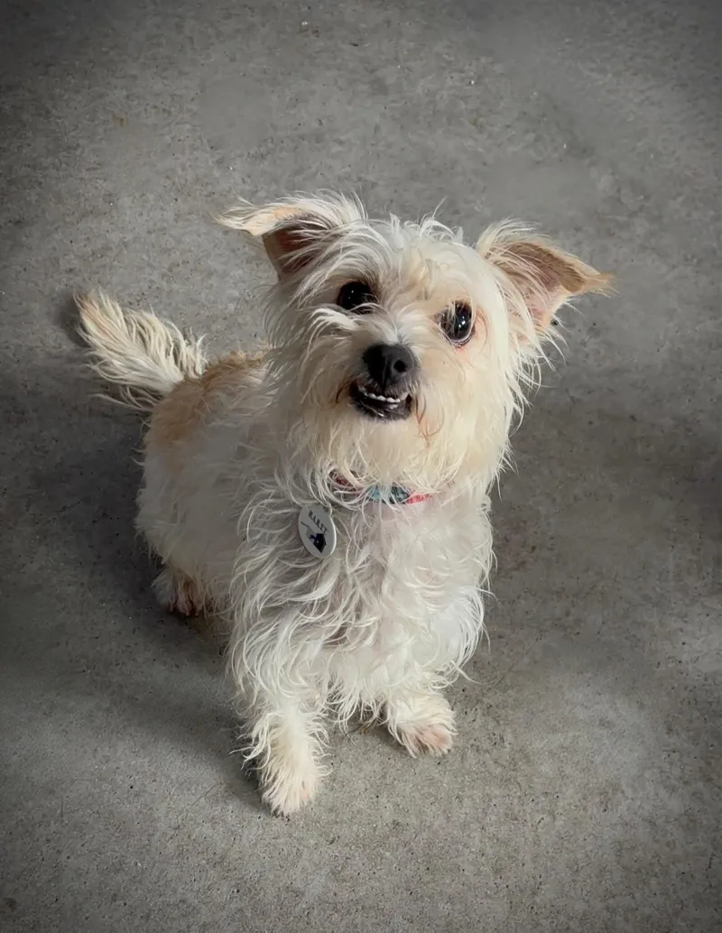 A young small-sized female Cairn Terrier dog named Thumbelina for adoption in Phoenix, AZ