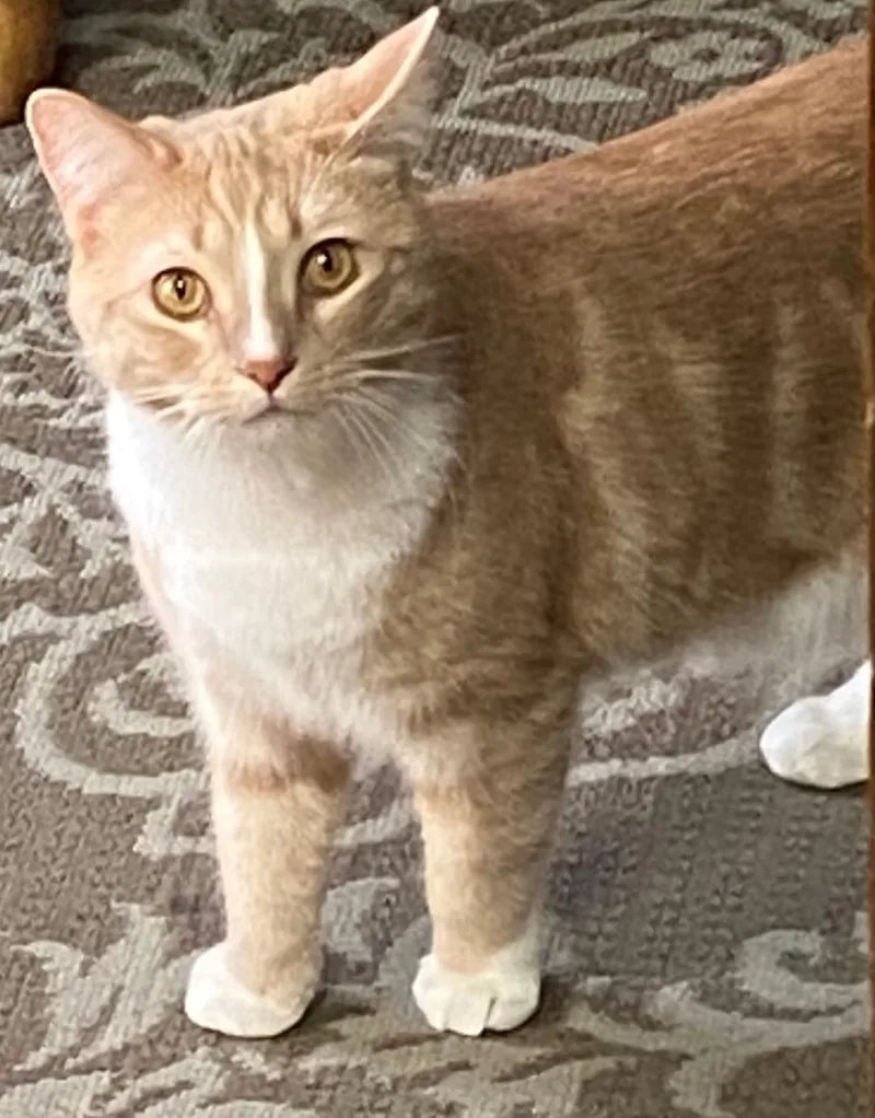 Cheeto Puff thumbnail 2