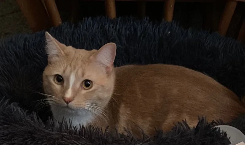 Cheeto Puff thumbnail 3