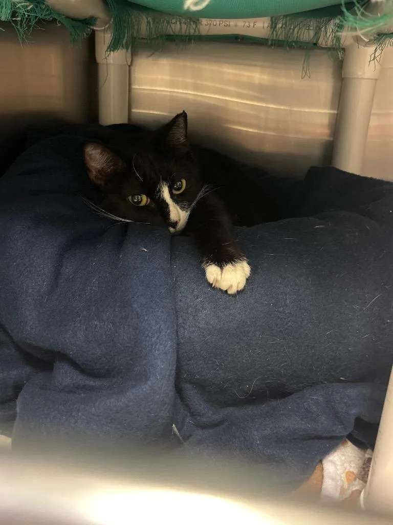 A senior medium-sized female Domestic Short Hair cat named Bunny for adoption in Johnson City, TN