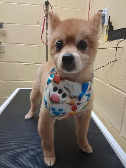 Lil Fox