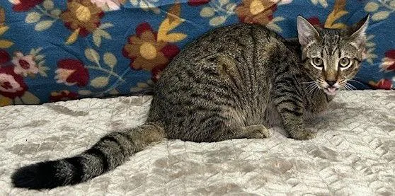 A young medium-sized male Domestic Short Hair cat named George for adoption in Wetumpka, AL