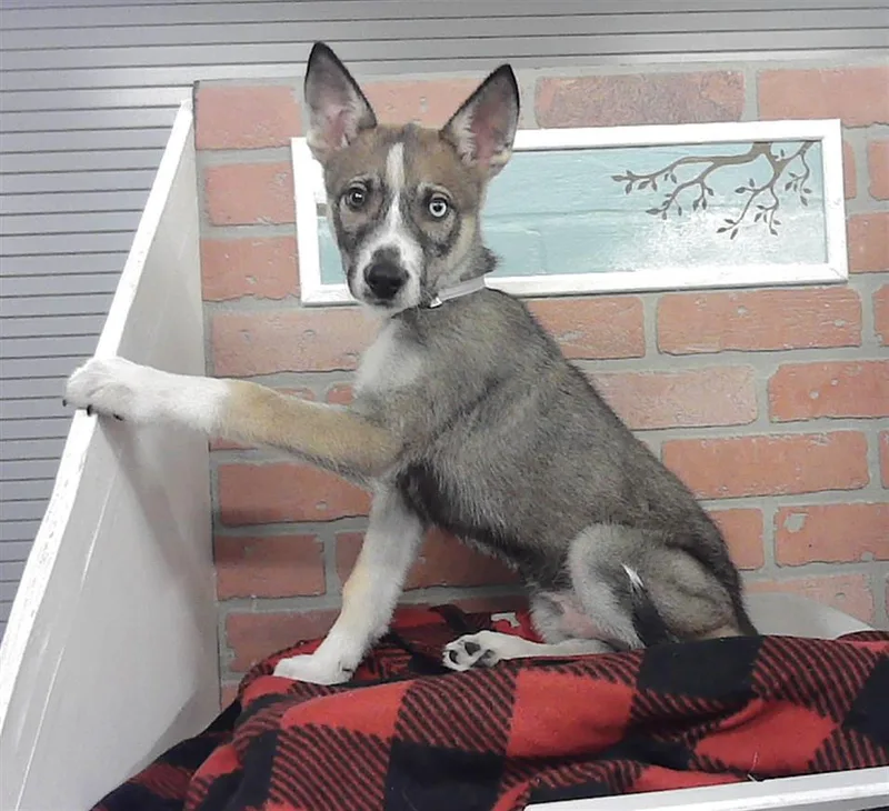 A baby small-sized male German Shepherd Dog dog named Jack for adoption in Houston, TX