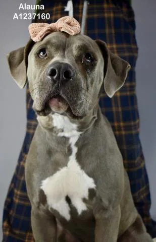 A young large-sized female Cane Corso dog named Alauna for adoption in Bakersfield, CA
