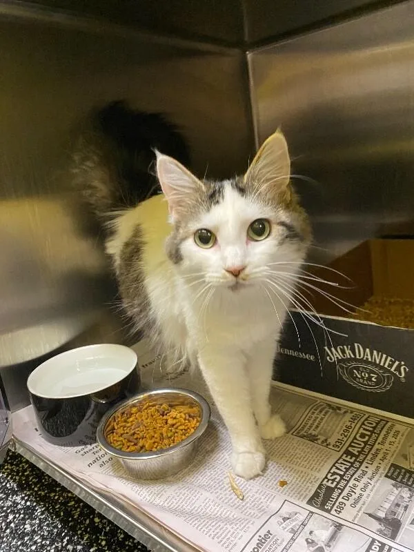 An adult medium-sized female White Domestic Long Hair cat named Penelope for adoption in Jackson, TN