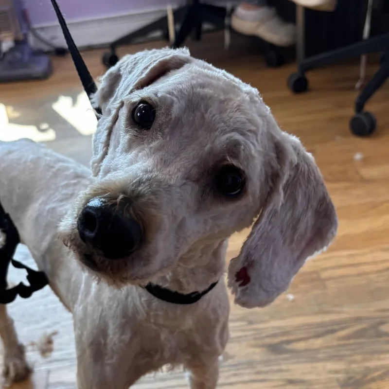 An adult small-sized male White / Cream Standard Poodle dog named Sage for adoption in Northbrook, IL