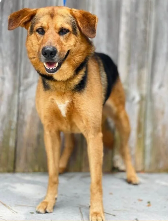 An adult medium-sized male Brown / Chocolate German Shepherd Dog dog named Bryce for adoption in Nyack, NY