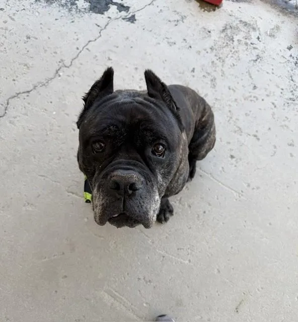 An adult extra large-sized male Mastiff dog named Hawthorn for adoption in Bakersfield, CA