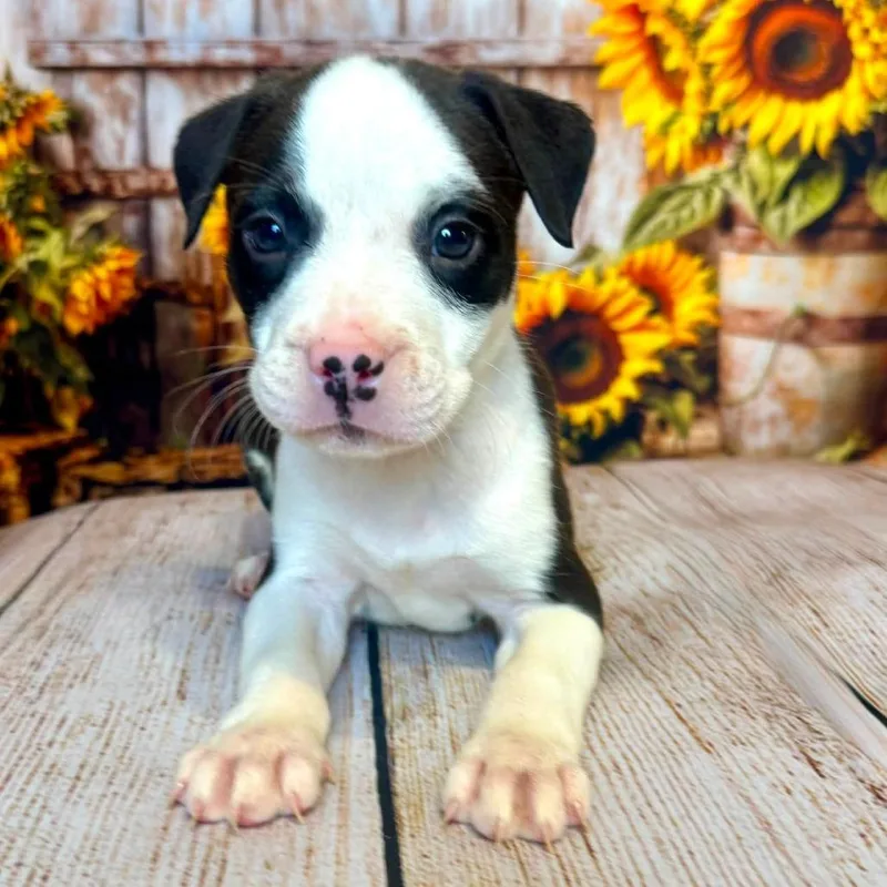 A baby small-sized male Black Mixed Breed dog named Lenny for adoption in Wichita, KS