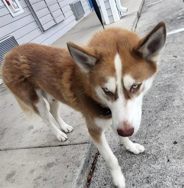 A young medium-sized male Husky dog named Ryan for adoption in San Antonio, TX