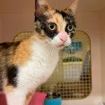 An adult medium-sized female Calico American Shorthair cat named Calliope for adoption in Richardson, TX