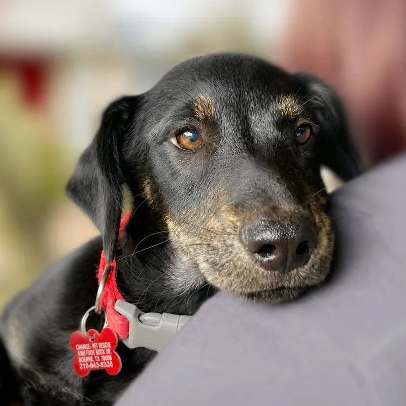 A baby small-sized female Black Labrador Retriever dog named Nerissa for adoption in Boerne, TX