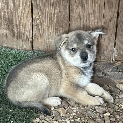 A baby medium-sized male Shepherd dog named Eddie for adoption in Red Bluff, CA