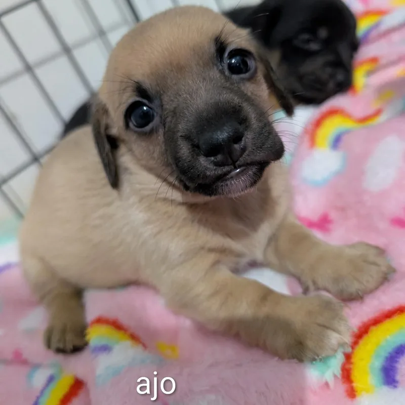Ajo