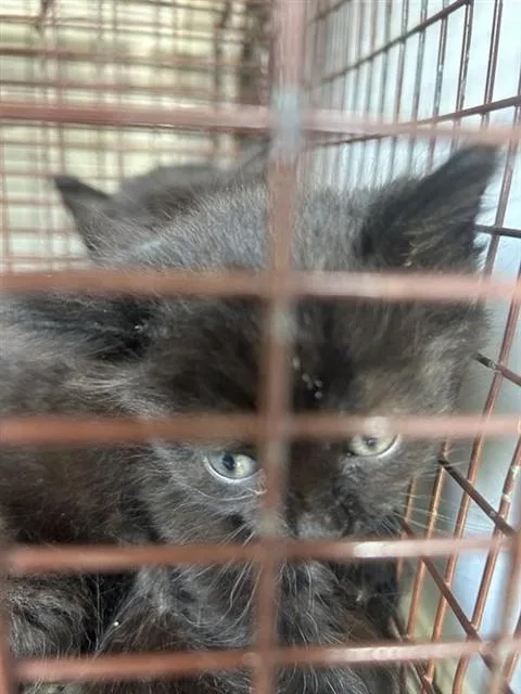 A baby small-sized female Domestic Short Hair cat named A for adoption in Houston, TX