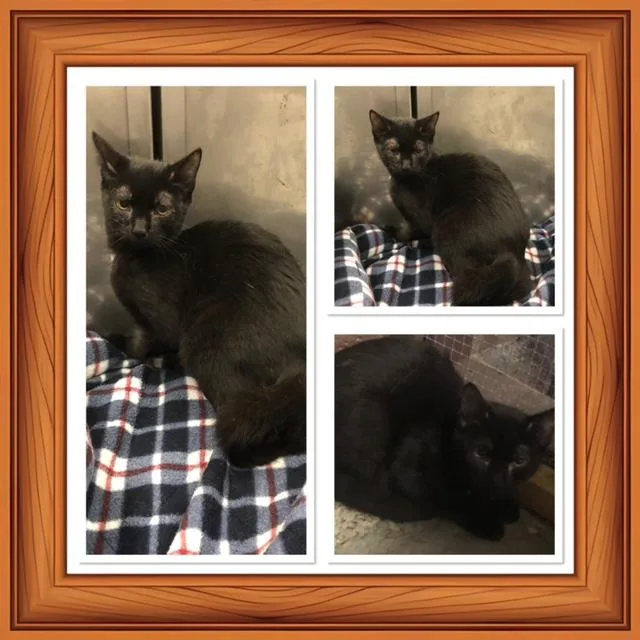 A baby small-sized female Black Domestic Short Hair cat named Breezy for adoption in Buckhannon, WV