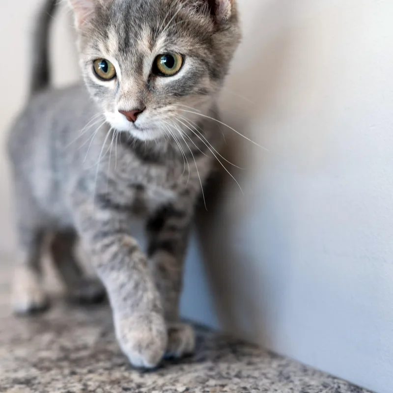 A baby medium-sized male Gray / Blue / Silver Tabby cat named Carl for adoption in Chicago, IL