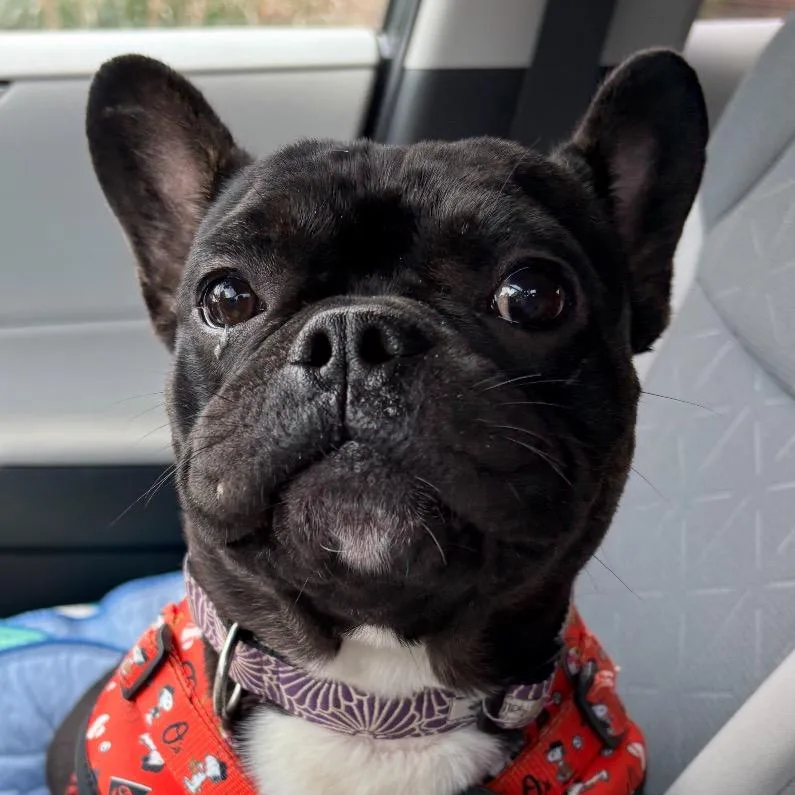 An adult medium-sized male Black French Bulldog dog named George Washington for adoption in Rockville, MD