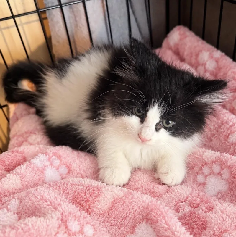 Vanessa thumbnail 2