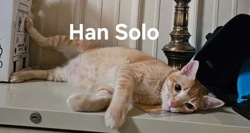 A senior medium-sized male Domestic Short Hair cat named Hans Solo for adoption in Zimmerman, MN