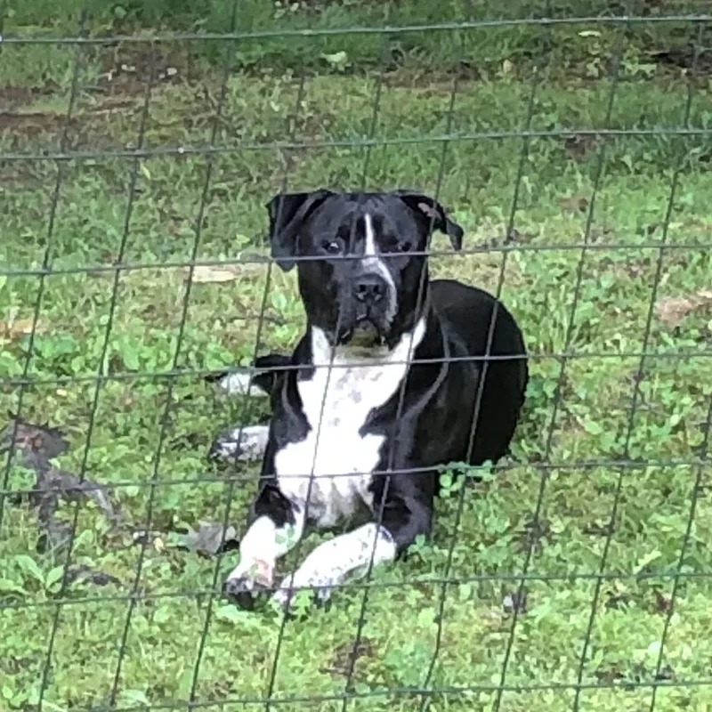 An adult large-sized male Black Mixed Breed dog named Leo for adoption in Blairsville, GA