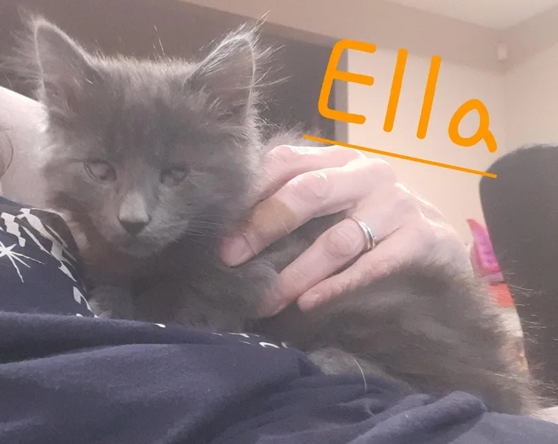 A young medium-sized female Domestic Medium Hair cat named Ella for adoption in Philadelphia, PA