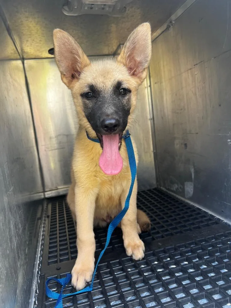 A baby small-sized male German Shepherd Dog dog named Garza for adoption in Douglasville, GA