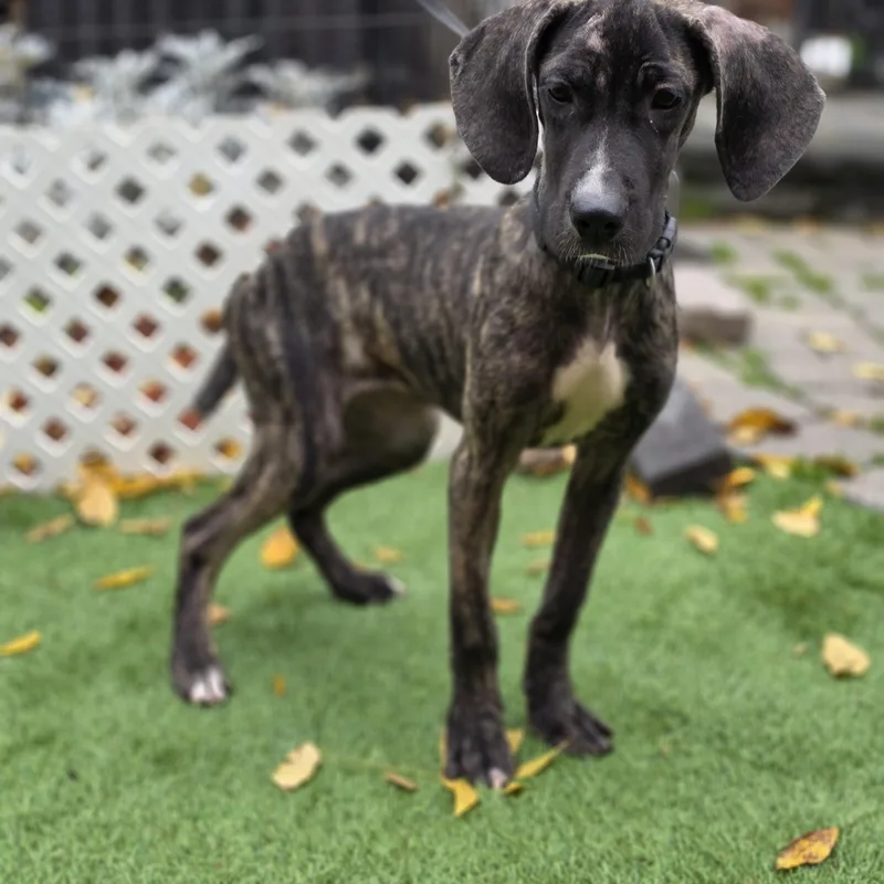 A baby large-sized female Boxer dog named Maple for adoption in Blairstown, NJ
