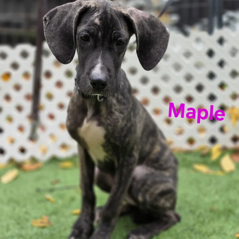 Maple thumbnail 3