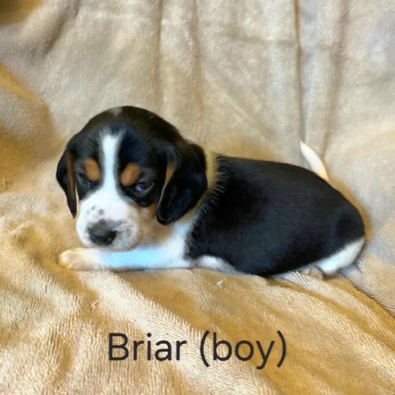 A baby small-sized male Black Beagle dog named Dahlia Pup  Briar for adoption in Fairfax Station, VA