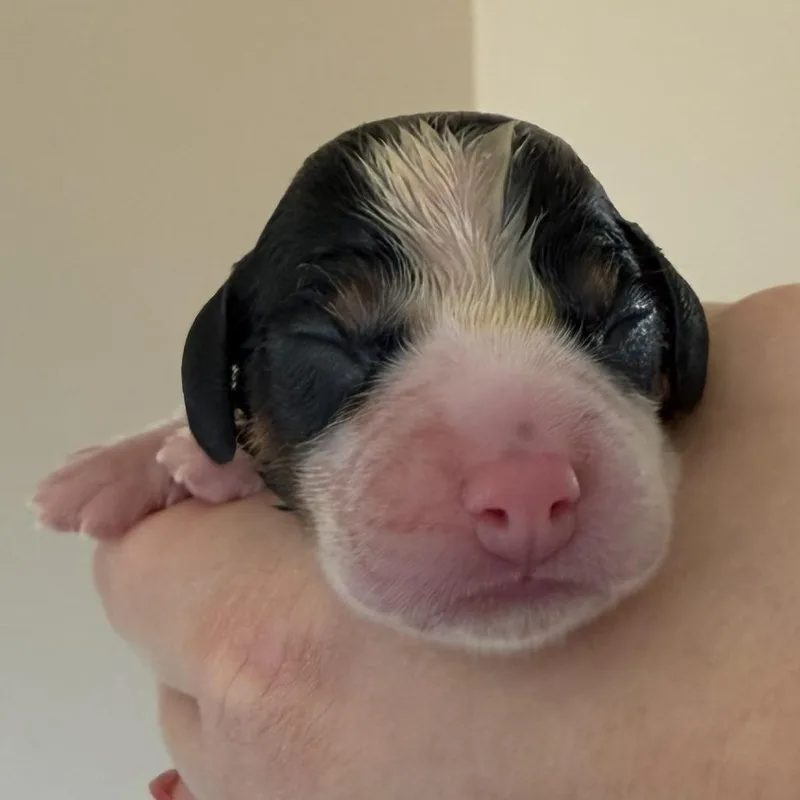 Dahlia Pup  Briar thumbnail 2