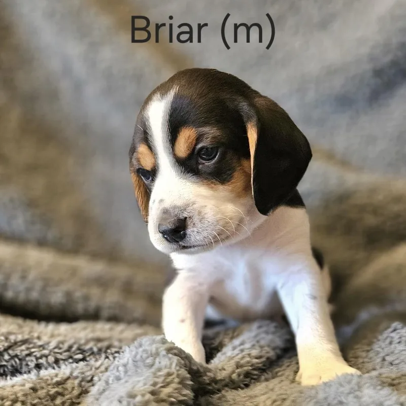 Dahlia Pup  Briar thumbnail 3