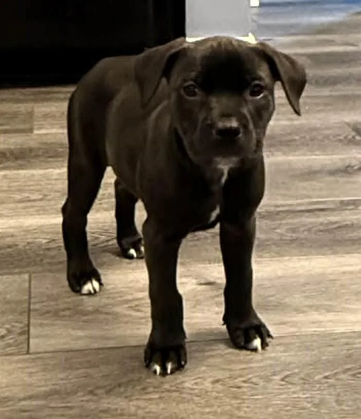 A baby medium-sized female Mixed Breed dog named Bessie for adoption in Warren, MI