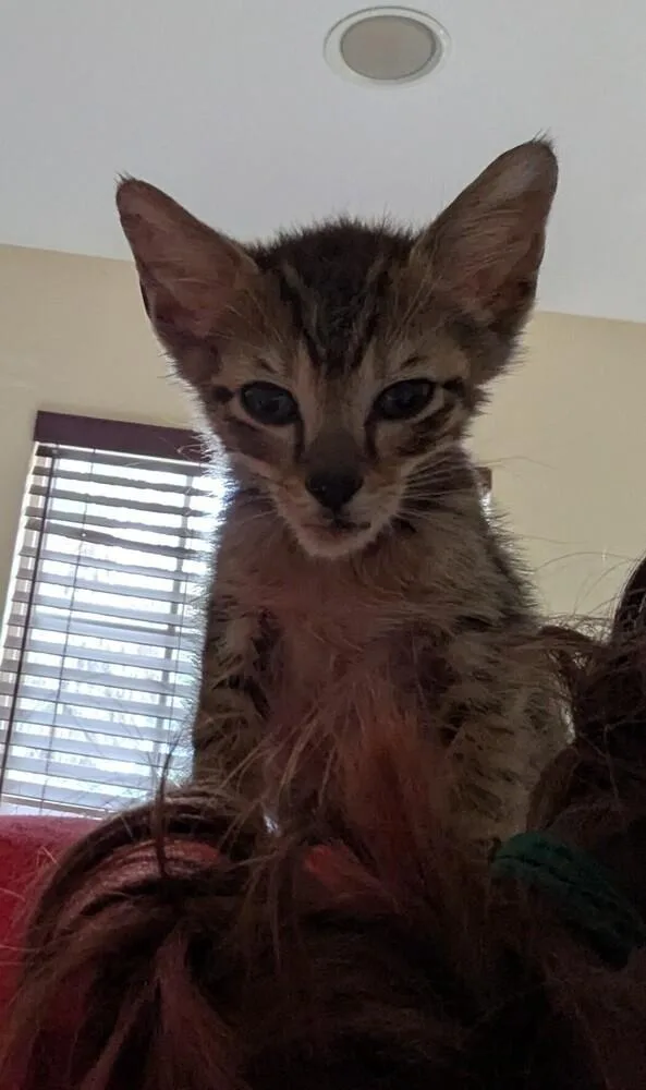 A baby small-sized male American Shorthair cat named Banshee for adoption in Fort Walton Beach, FL