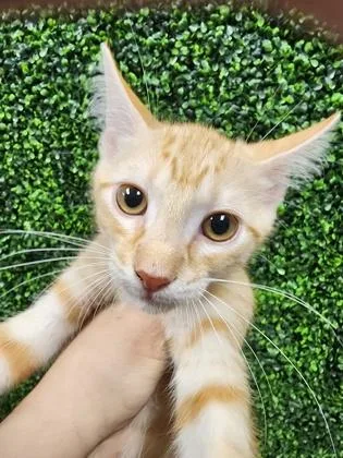 A baby small-sized male Domestic Short Hair cat named Dary $ for adoption in Seneca, SC