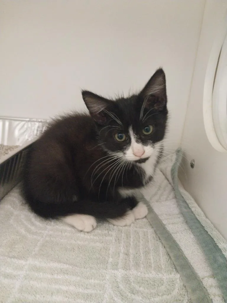 A baby small-sized female Domestic Short Hair cat named Sweet Pea for adoption in Oxford, NC