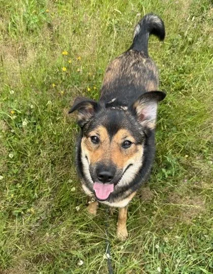 An adult large-sized female Shepherd dog named Remi for adoption in Burlington, WA