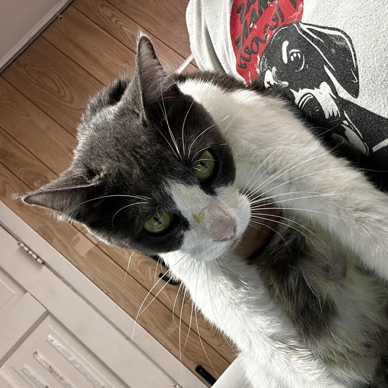 An adult medium-sized female Gray / Blue / Silver Domestic Short Hair cat named Dee Dee for adoption in Leander, TX