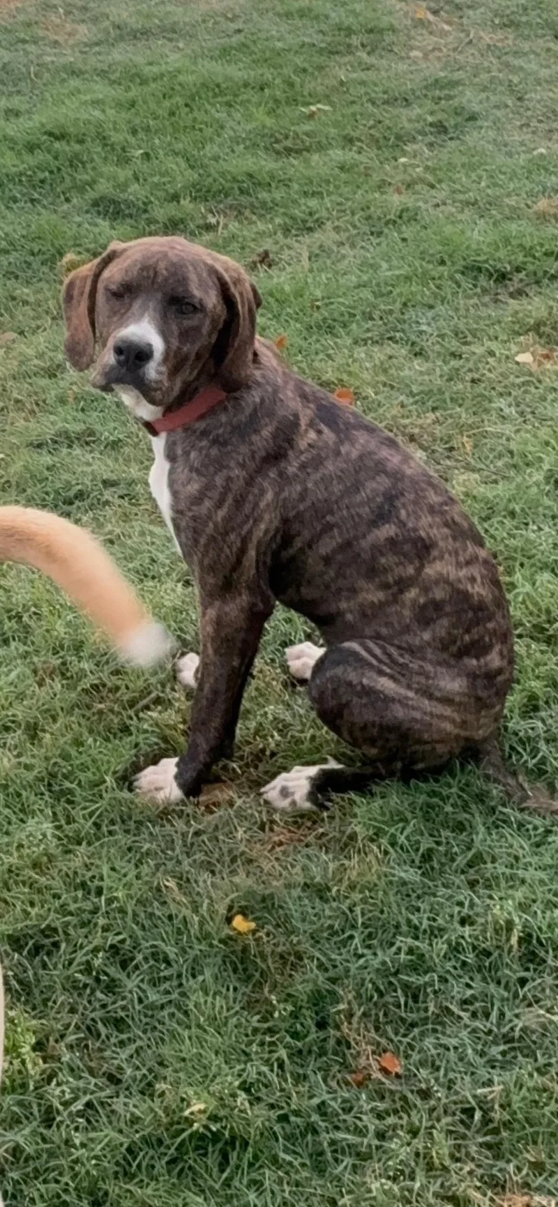 A baby medium-sized female Brindle Greater Swiss Mountain Dog dog named Phoenix for adoption in Cordova, TN