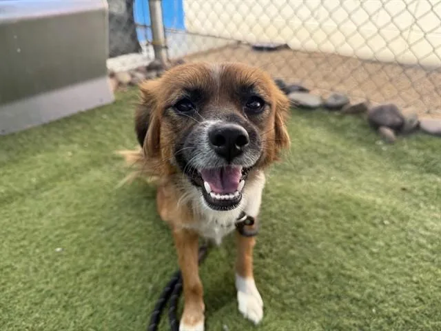 A young small-sized female Chihuahua dog named Strawberry for adoption in Phoenix, AZ
