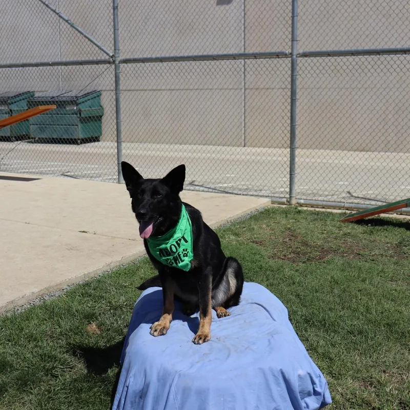 A senior medium-sized female Black German Shepherd Dog dog named Grace for adoption in Ione, CA